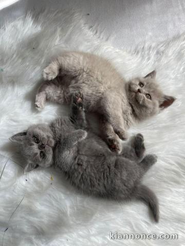 Je donne chaton disponible 