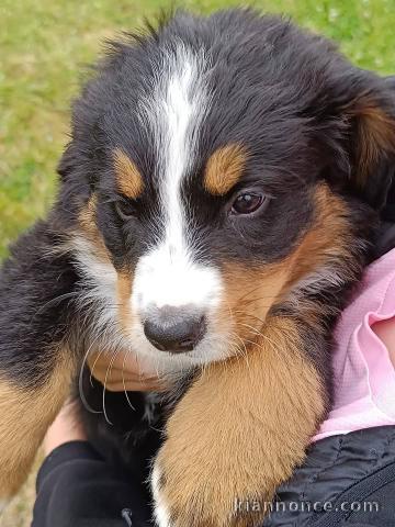 chiot bouvier bernois à donner 