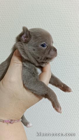 Adopter chiot chihuahua disponible 