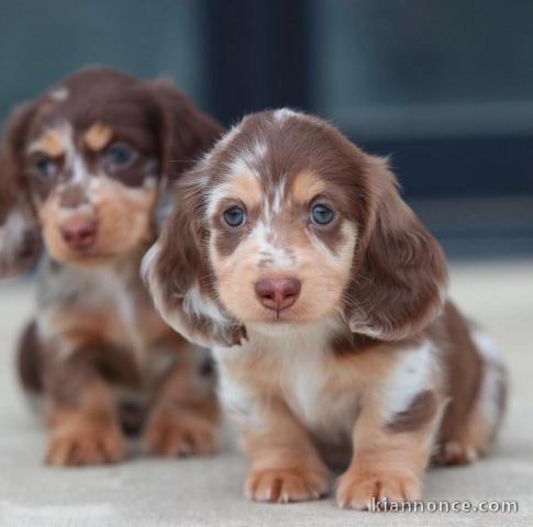 chiot teckel nain à donner urgent 
