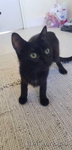 Je donne chaton disponible 