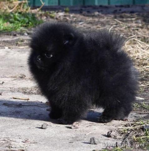 Chiots spitz noir pour adoption 