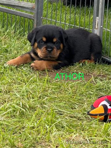 Je donne chiot ROTTWEILER disponible 
