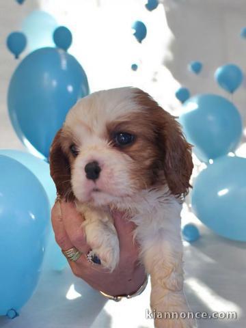 Bébé chiot cavalier king charle femelle a donner 