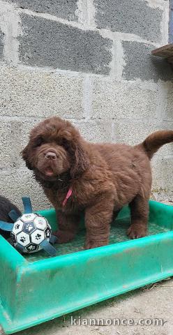 bébé chiot Terre neuve a donner 