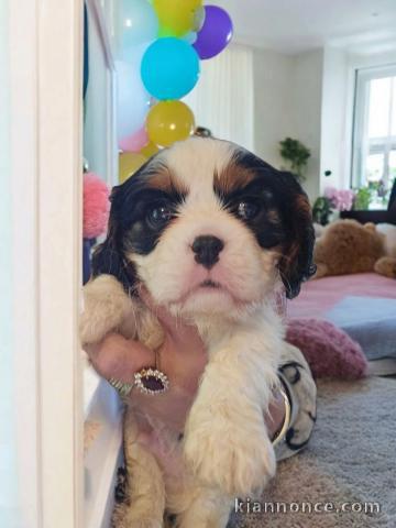 chiots cavalier king charle femelle a donner 
