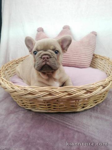 je donne chiot bouledogue français 