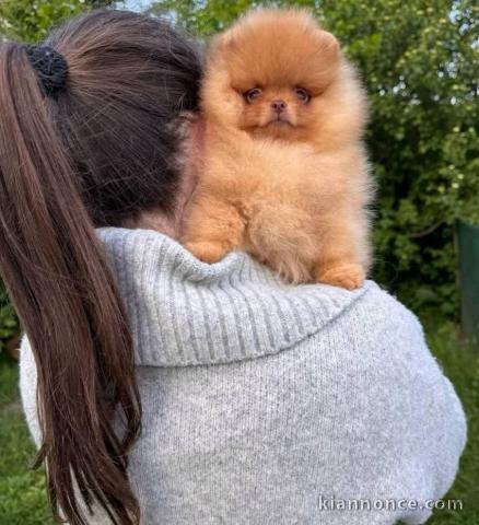 Bébé chiot spitz allemand 