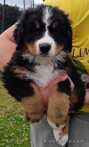 Je donne chiot bouvier bernois 