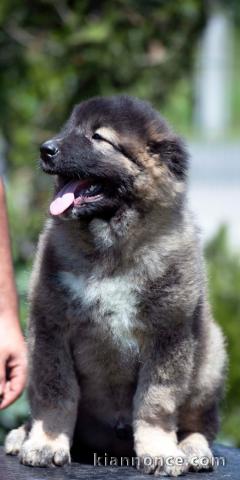 Berger du Caucase – magnifiques chiots