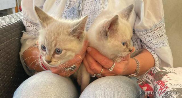 chaton disponible à adopter 