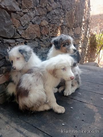 chiots Border collier à adopter 