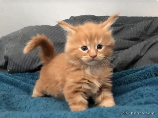 Bébé chaton roux a donner 