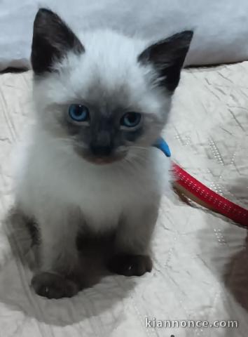 Bébé chaton sacré brimanie a donner 