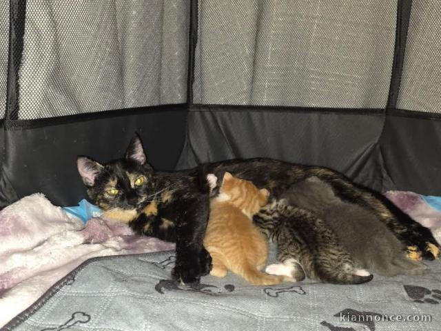 Chaton disponible de suite intéressé contacter moi 