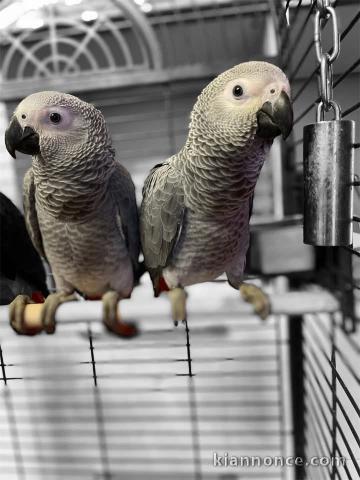 Je donne perroquet gris du Gabon disponible 