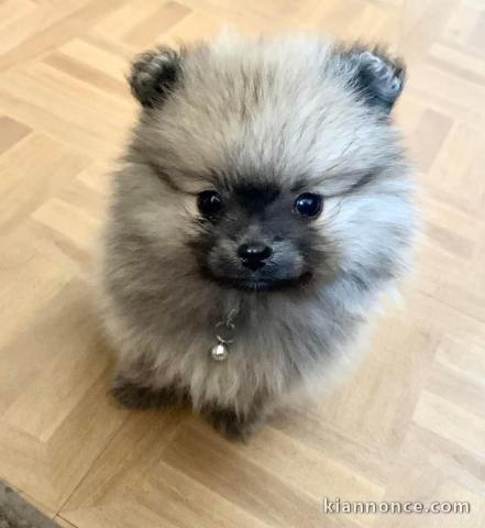 chiots spitz nain mâle a donner 