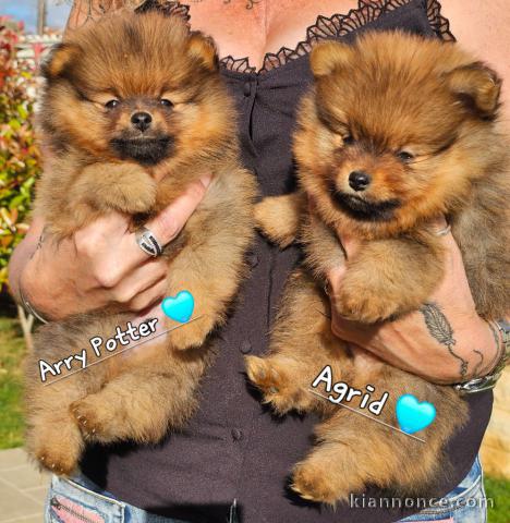 adoption chiot spitz nain 