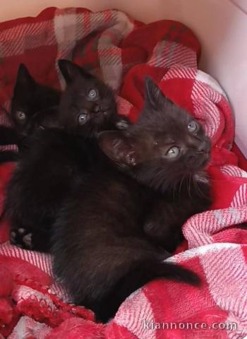 Chaton disponible à adopter 