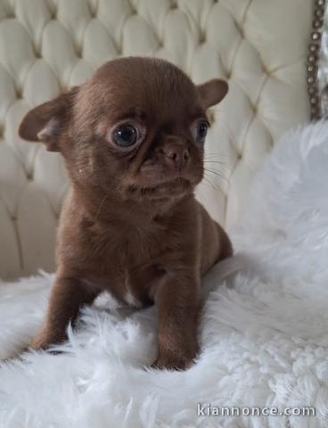 Magnifique chiot chihuahua mâle a donner 