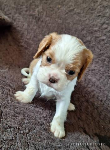 Je donne chiot cavalier king charle disponible 