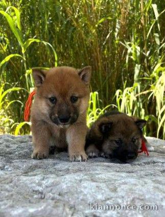 Je donne chiot Shiba inu disponible 