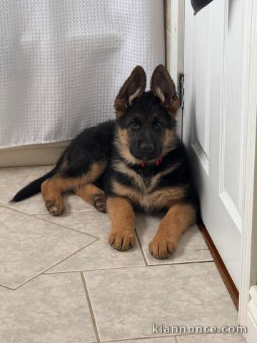 chiot type berger allemand lof à adopter 