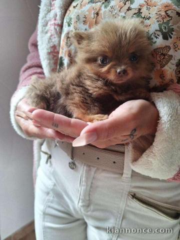 Chiots chihuahua à vendre 