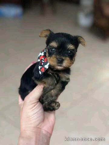 Je donne chiot Yorkshire 