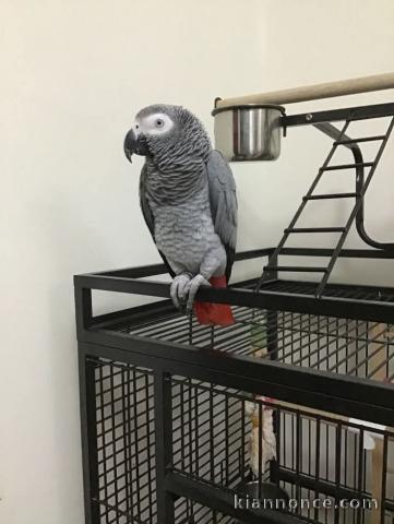 Couple perroquet gris du Gabon disponible de suite 