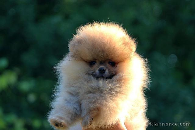 Chiots Pomeranian BOO, Chiots Spitz Nain