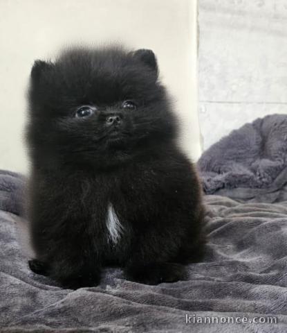 chiots spitz nain disponible 
