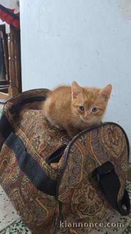 Chaton roux disponible pour adoption 