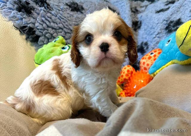 Chiots cavalier king charle femelle 