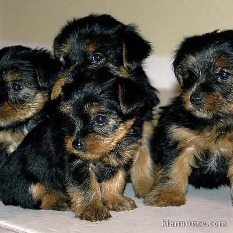 Adoption chiot Yorkshire terrier 
