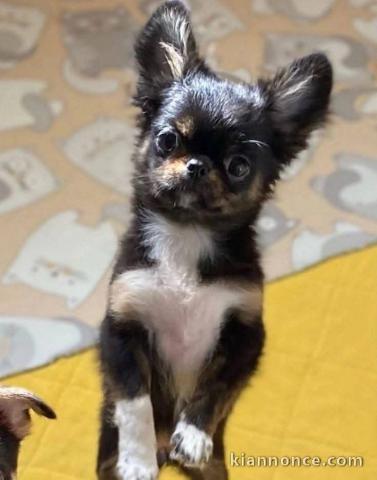 chiots chihuahua disponible pour adoption 