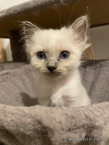 Je donne chaton sacré brimanie 