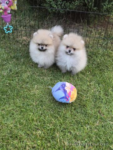 Chiots spitz nain disponible de suite 