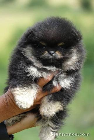 Je vends chiots spitz nain 