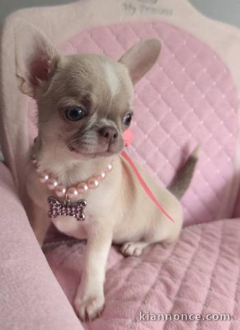 Adoption chiot chihuahua 