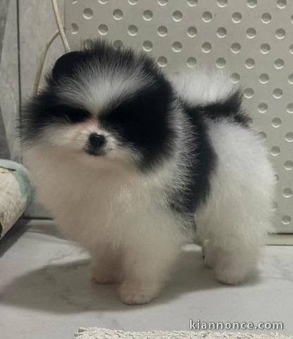 A vendre chiot spitz nain 