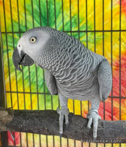 perroquet gris du Gabon disponible 