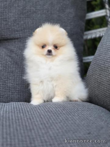adoption chiot spitz nain disponible 
