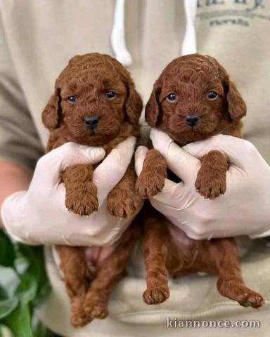 chiots caniche a donner 