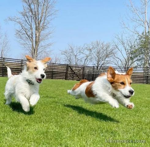 Chiots Jack Russell disponible 