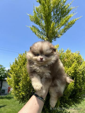 Adoption chiot spitz nain disponible 