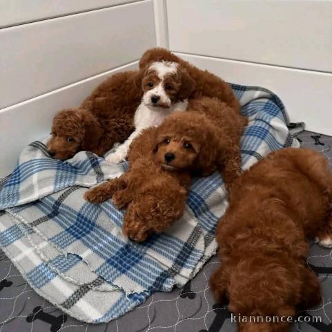 Je donne chiot caniche disponible 