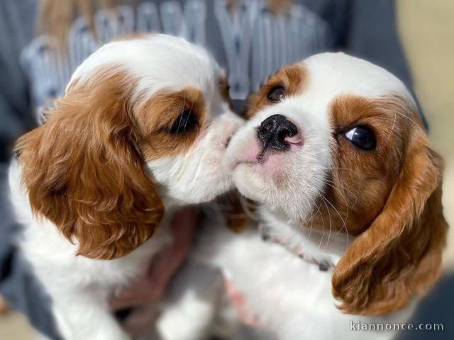 Adoption chiot cavalier king charle disponible 