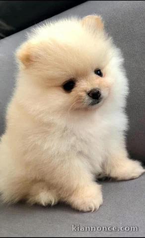 chiots spitz nain disponible 