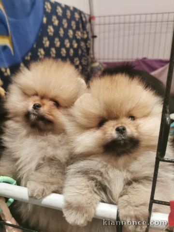 Chiots spitz allemand race pure 
